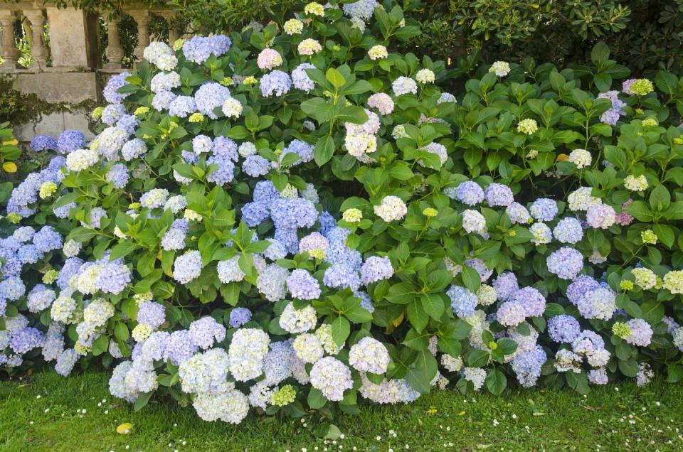 best privacy shrubs hydrangea