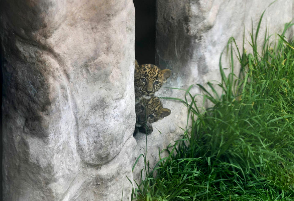 Fotografiados desde detrás de un gran cristal, dos cachorros de leopardo, los primeros nacidos en cautiverio en Perú, en su recinto en el centro animal Parque de las Leyendas en Lima, Perú, el miércoles 4 de octubre de 2023. La pareja de cachorros de tres meses, macho y hembra, aún no tienen nombres pero fueron presentados al público. (AP Foto/Martín Mejía)