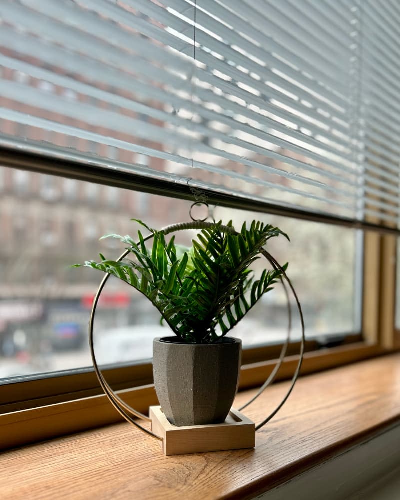 Potted fern in window sill.