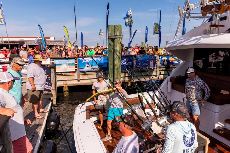 A dolphin fish is offloaded for a weigh-in on Wednesday, June 12, 2024 at Big Rock Landing in Morehead City during the 66th Annual Big Rock Blue Marlin Tournament.