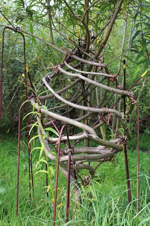 Tree growing in the shape of a lamp is pictured in Wirksworth