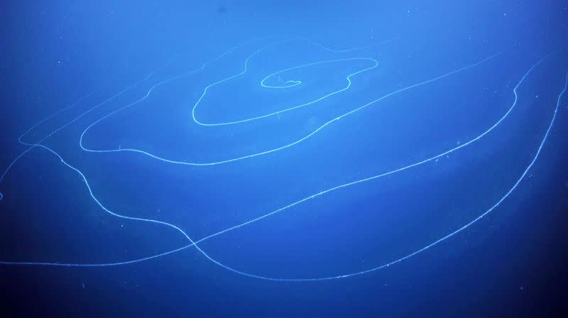 View of a siphonophore Apolemia near Australia