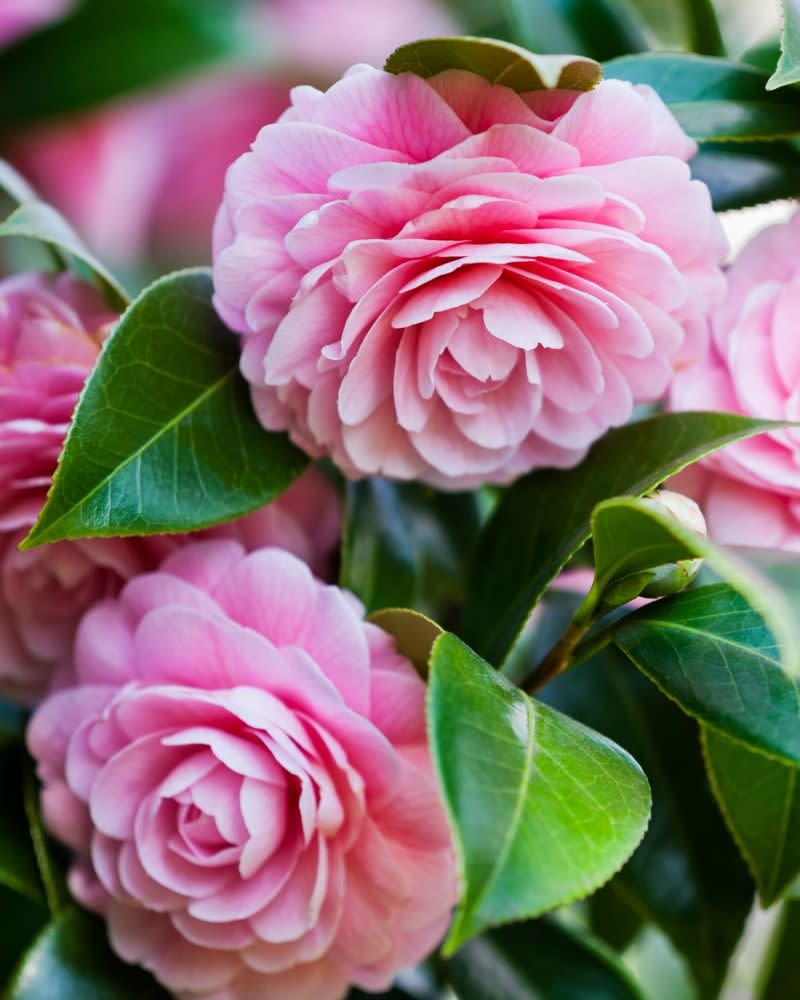 flower meanings, pink camellia 
