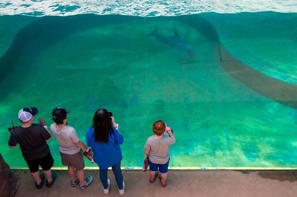 Weston Brown, 6, right, and his siblings watch dolphins swim past at the Mississippi Aquarium in Gulfport on Wednesday, March 20, 2024. Weston, who is in remission from cancer, toured the aquarium as a part of his trip to the Mississippi Coast provided by Make-A-Wish.