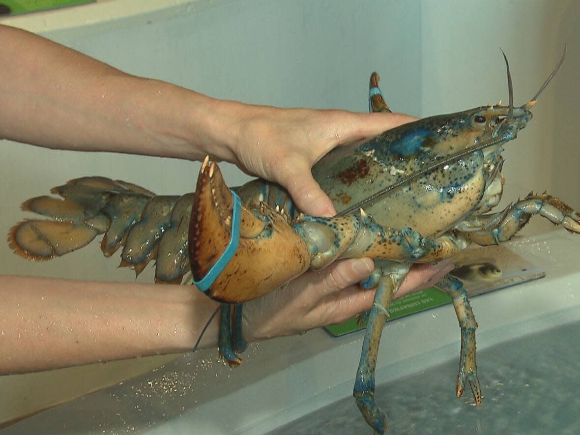 The Homarus Centre in Shediac allows visitors to learn about the lifecycle of a lobster and also touch one.  (Radio-Canada - image credit)
