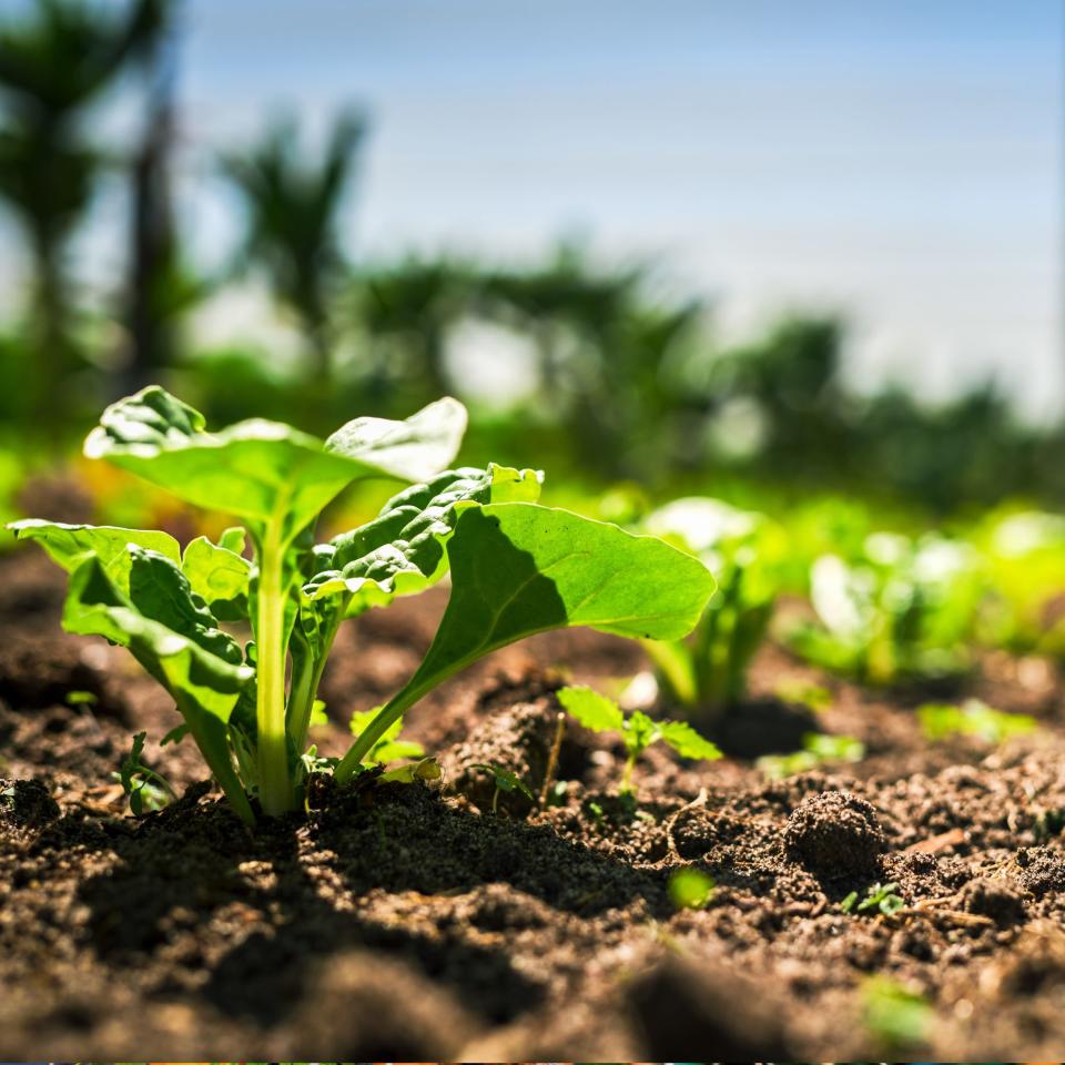 Closeup of spinach growing in a vegetable garden