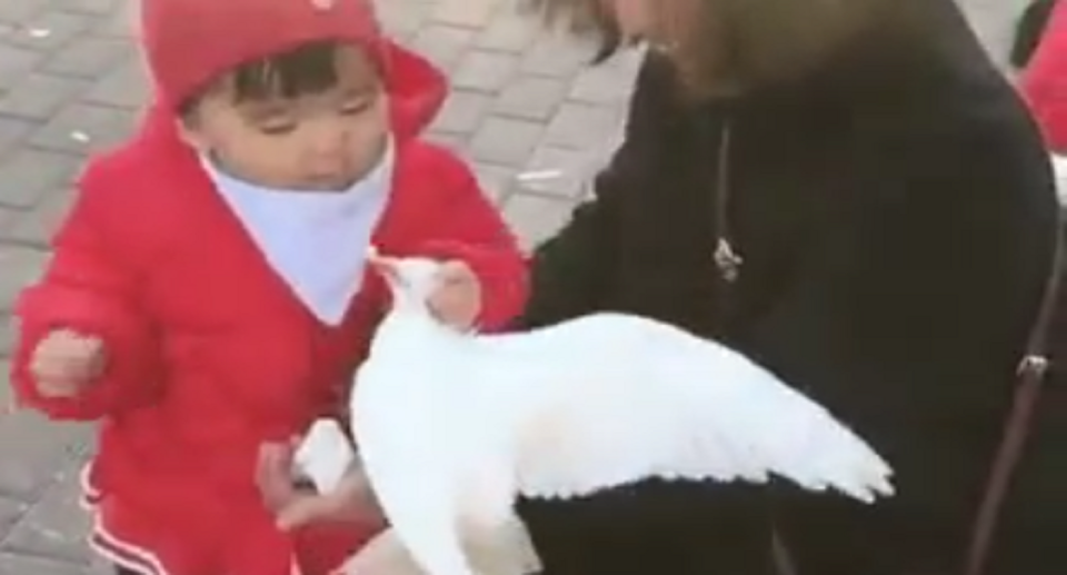 El video de la niña y la paloma generó gran impacto en Twitter donde se convirtió en tendencia. Foto: Twitter/helenhousesandi