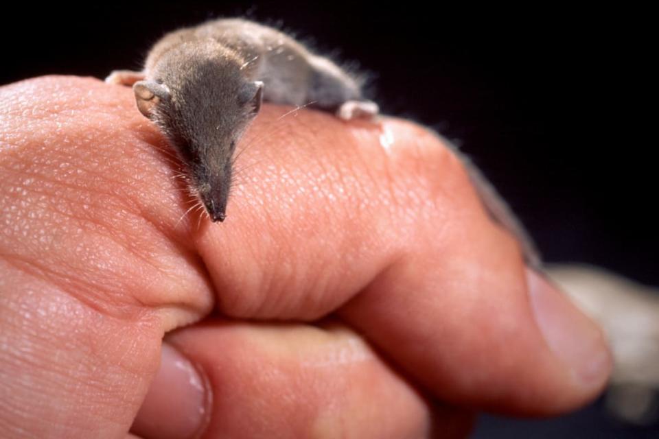 <div class="inline-image__caption"><p>The Sri Lankan shrew—the smallest mammal by weight in the world.</p></div> <div class="inline-image__credit">Trebol-a/Wikimedia Commons</div>