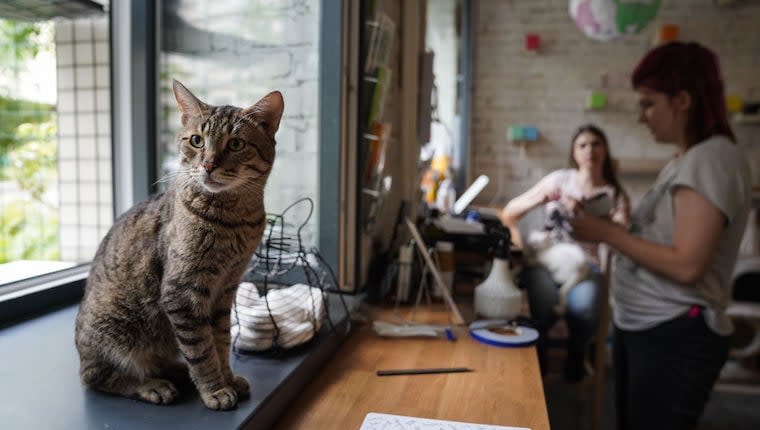 Santa Barbara 'Cat Therapy' Saves Lives of Rescue Kitties