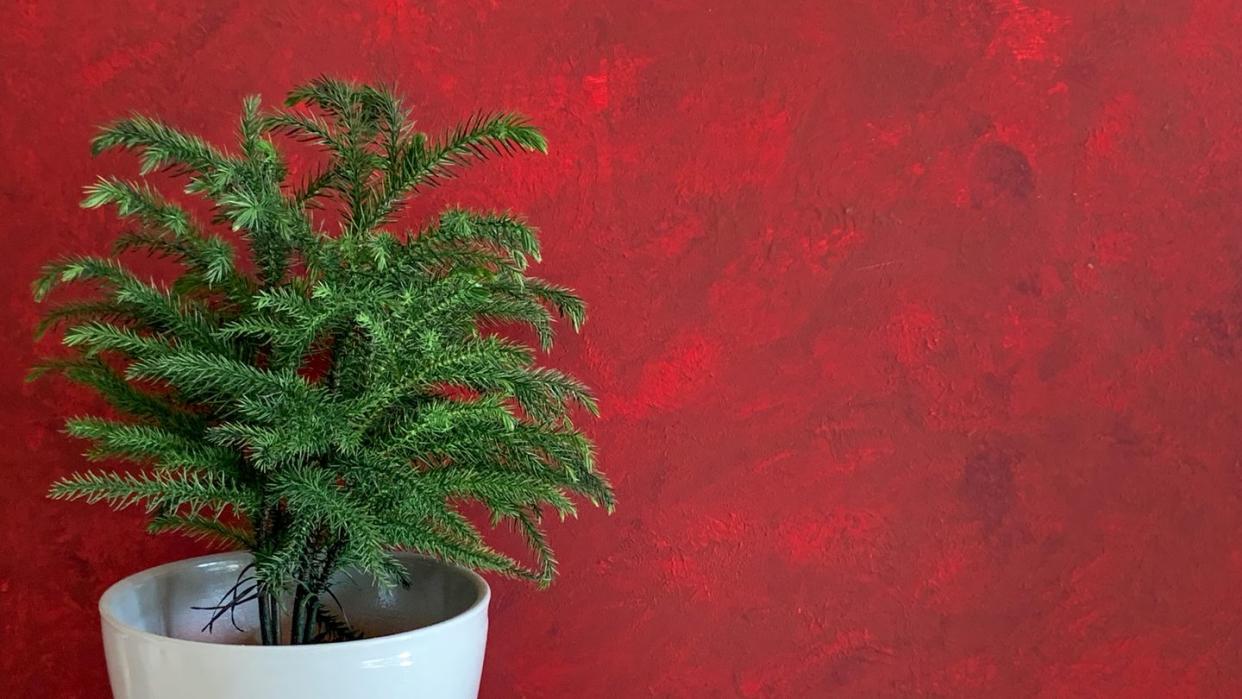 norfolk island pine