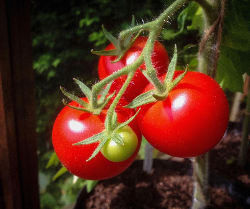 Gardeners Delight tomato variety