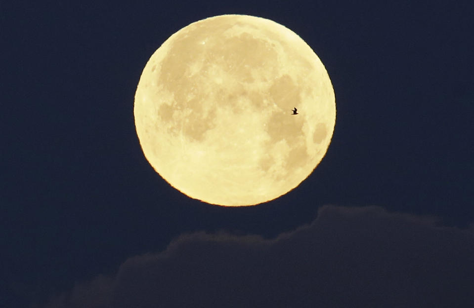 A bird flies in front of the year’s first supermoon on 21 January, 2019, in Lisbon. (AP file photo)