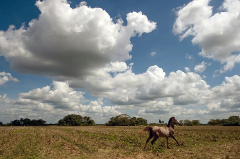 Since the late Hugo Chavez took power in Venezuela in 1999, the socialist government has expropriated five million hectares (12.4 million acres) of agricultural land, the cattle ranchers federation says