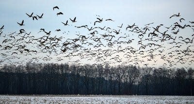 Migratory birds that may be infected with avian influenza are remaining longer in the state due to weather conditions.