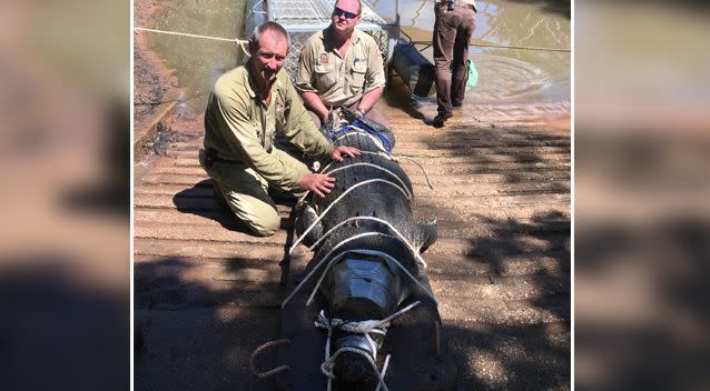 Rangers say it is one of the biggest crocodiles caught in the area. Source: NT Parks and Wildlife