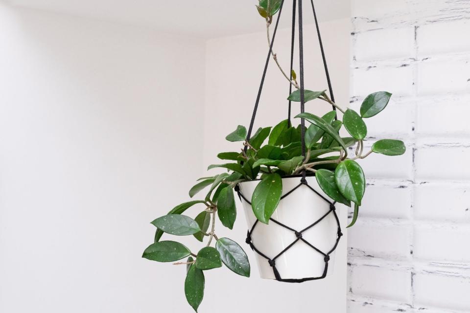 Hoya krohniana in a white pot in a wicker macrame planter hanging isolate on a white background.