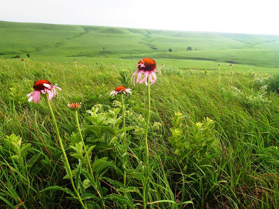 Grasslands like this increasingly rare expanse of tallgrass prairie in the Flint Hills do a good job reflecting light and heat from the sun back into space.