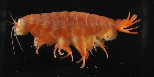 <span class="caption">_Eurythenes atacamensis_, a giant scavenging amphipod from hadal depths of the Peru-Chile Trench.</span> <span class="attribution"><a class="link " href="https://doi.org/10.1007/s12526-021-01182-z" rel="nofollow noopener" target="_blank" data-ylk="slk:Alan Jamieson;elm:context_link;itc:0;sec:content-canvas">Alan Jamieson</a>, <span class="license">Author provided</span></span>