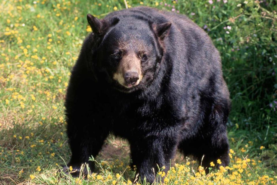 <p>Getty</p> Stock image of an American black bear