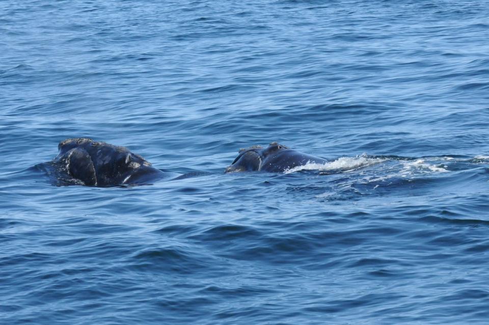 Two North Atlantic right whales are seen in Cape Cod, Mass., in spring 2023.