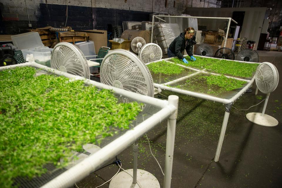 Kim Obie cares for the micro-greens. Good Feeling Farms owned by Chris Chiappetta will soon close operations in its current facility and relocate to Neptune Township. The company grows micro-greens in a warehouse setting for restaurants. 
Asbury Park, NJ
Friday, November 17, 2023