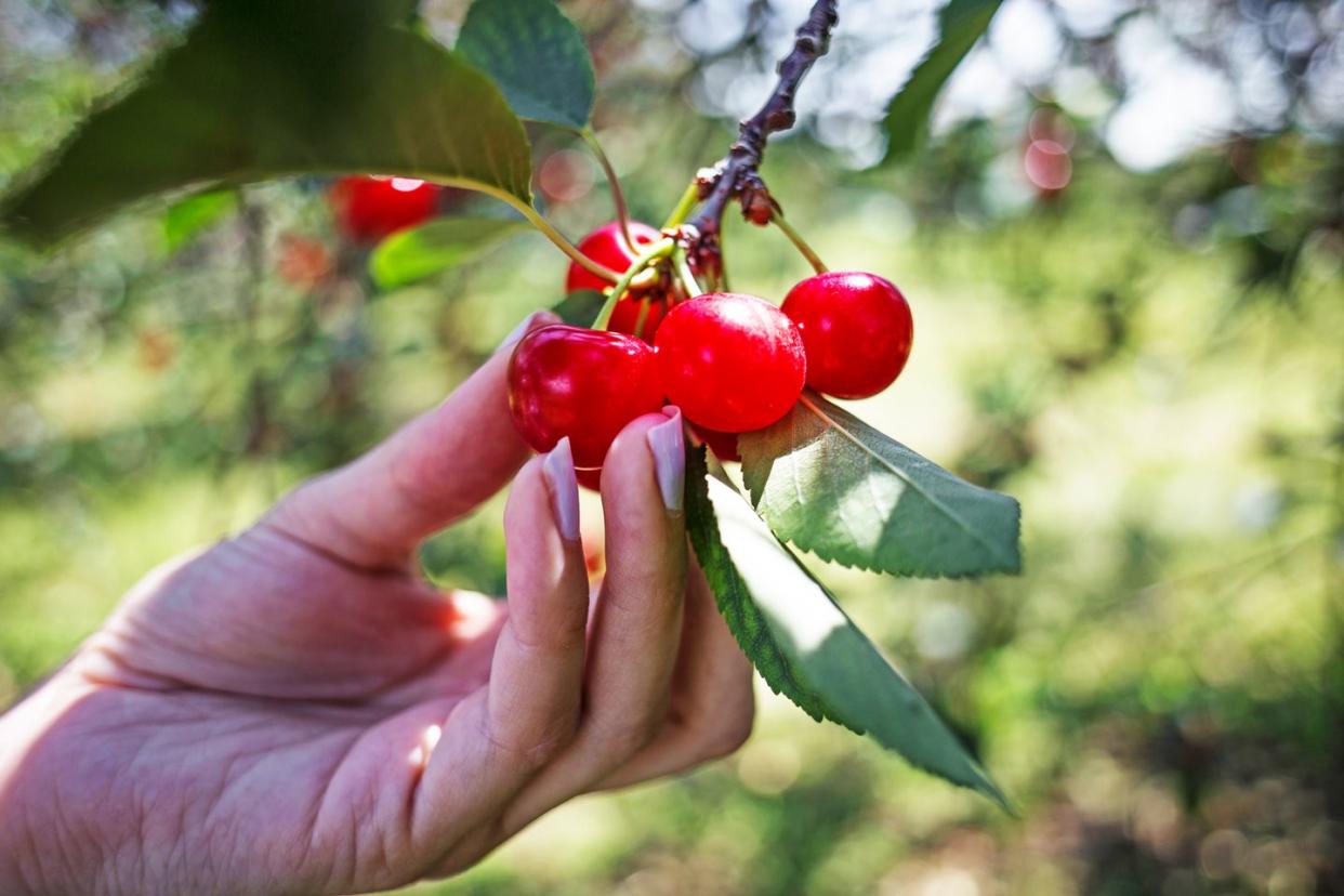 a hand holding a branch with cherries on it