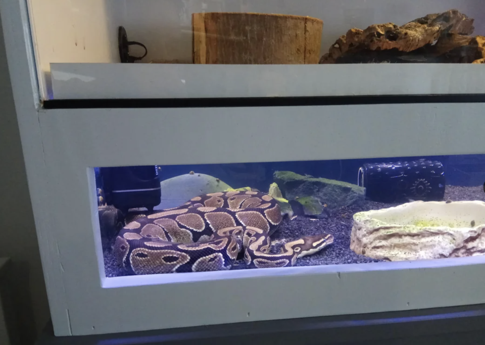 Snake resting in an aquarium with decor, viewed through a Reddit post on a computer screen