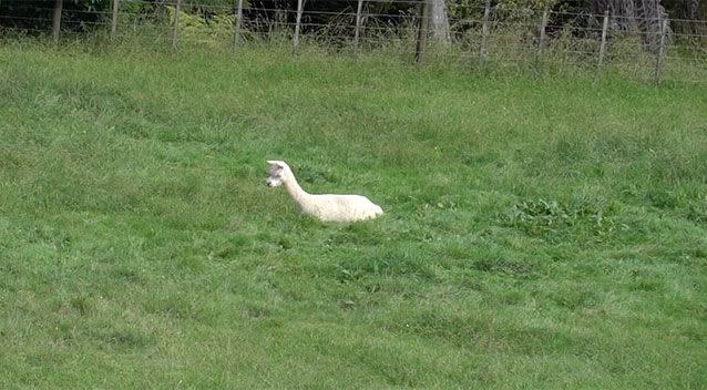 Police described the case as 'particularly sad'. Pictured: Bambi. Source: North Shore, Rodney and West Auckland Police