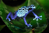 One of nature's greatest show offs: A blue poison dart frog, Surinam (Caters)