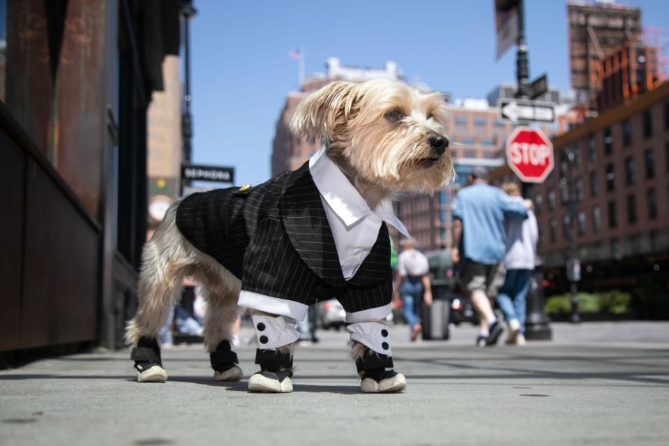 Yorkie Louie will be wearing the same suit he wore to a wedding. Michael Nagle