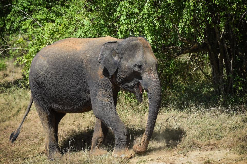 A Sri Lankan elephant in Yala National park