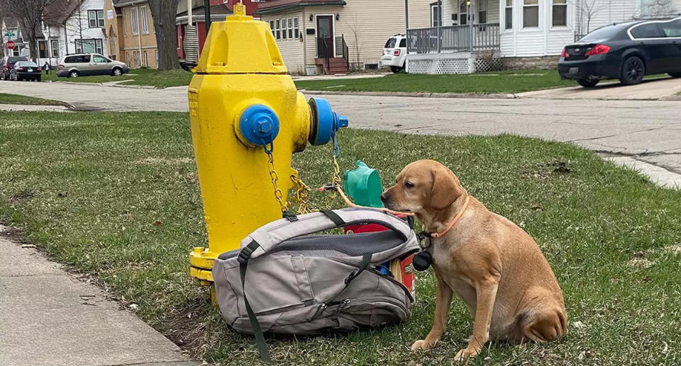 The almost six-year-old dog tied to a fire hydrant next to a backpack filled with snacks and toys.