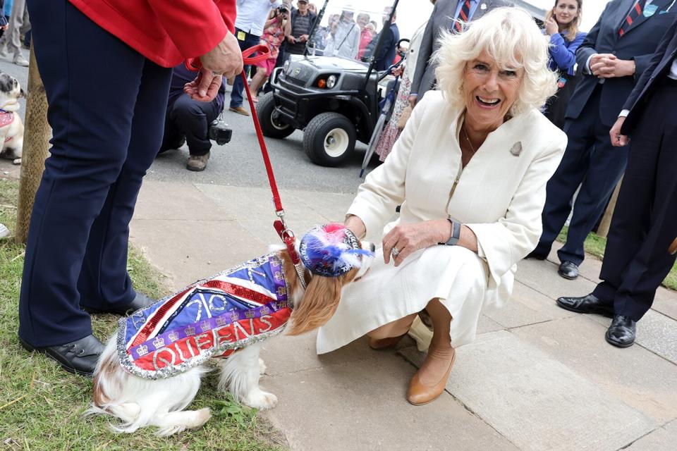 Camilla, Duchess of Cornwall meets a dog wearing a 70th Anniversary Queen Jubilee jacket at the Royal Cornwall Show