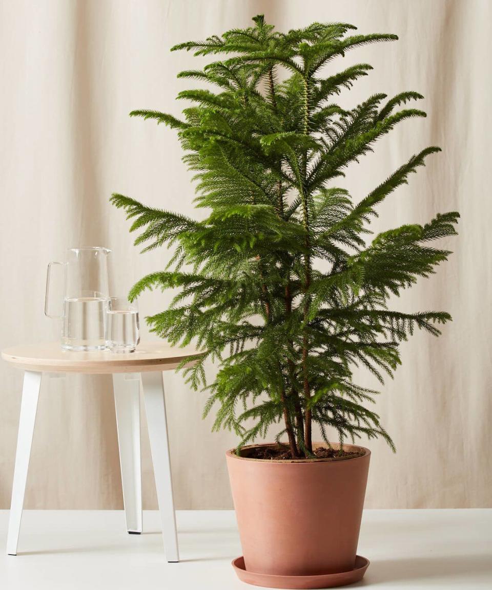 <p>bloomscape.com</p><p><a href="https://go.redirectingat.com?id=74968X1596630&url=https%3A%2F%2Fbloomscape.com%2Fproduct%2Fnorfolk-pine-tree%2F&sref=https%3A%2F%2Fwww.goodhousekeeping.com%2Fholidays%2Fchristmas-ideas%2Fg34633243%2Fchristmas-tree-delivery-services%2F" rel="nofollow noopener" target="_blank" data-ylk="slk:Shop Now;elm:context_link;itc:0;sec:content-canvas" class="link ">Shop Now</a></p><p>If you're looking for a more <strong>sustainable yearly Christmas tree solution</strong> or just want some elegant and festive decor for your entryway or office, consider a live Norfolk pine from Bloomscape. This living house plant has soft, delicate needles that won't shed like a cut tree, and arrives pre-potted in a sleek clay pot in your choice of color.</p>