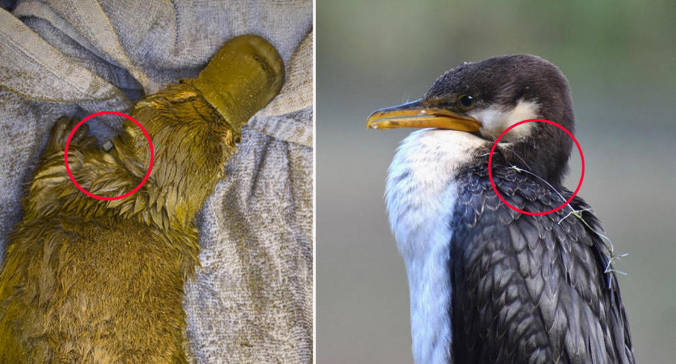 Injured platypus and a juvenile pied cormorant bird with plastic rubbish caught around their necks. 