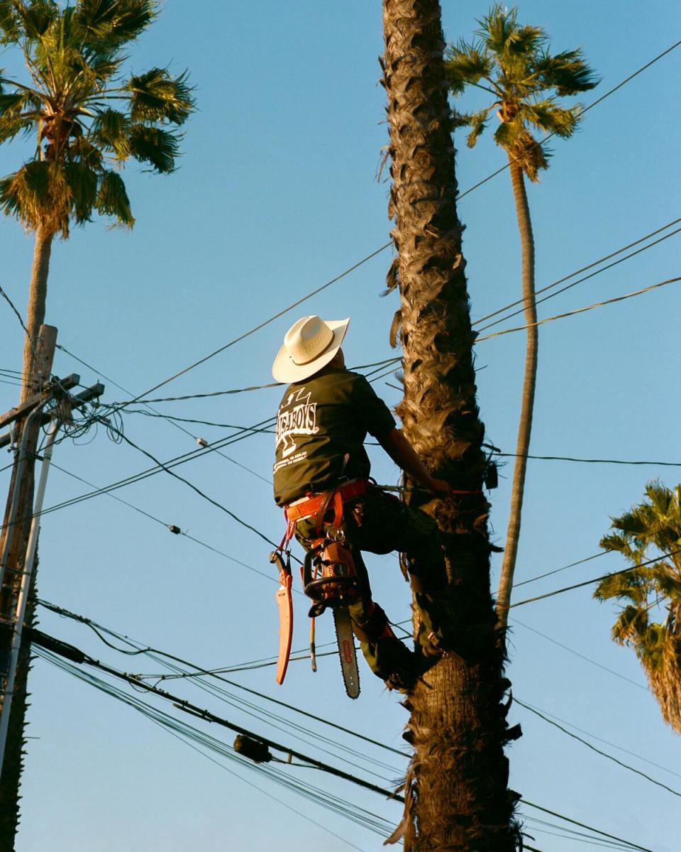 A landscaper scales a palm tree.