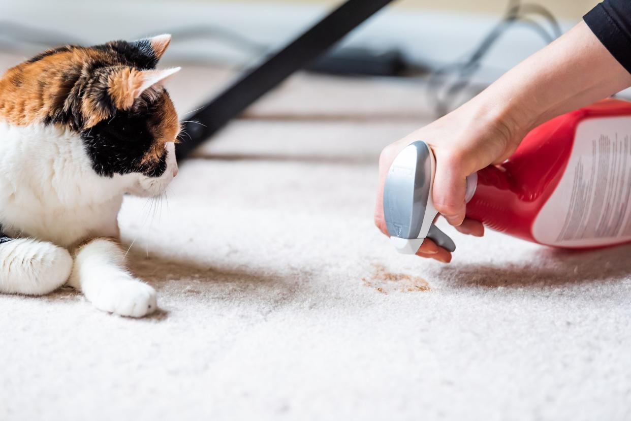 Closeup side profile of calico cat face looking at mess on carpet inside indoor house, home with hairball vomit stain and woman owner cleaning