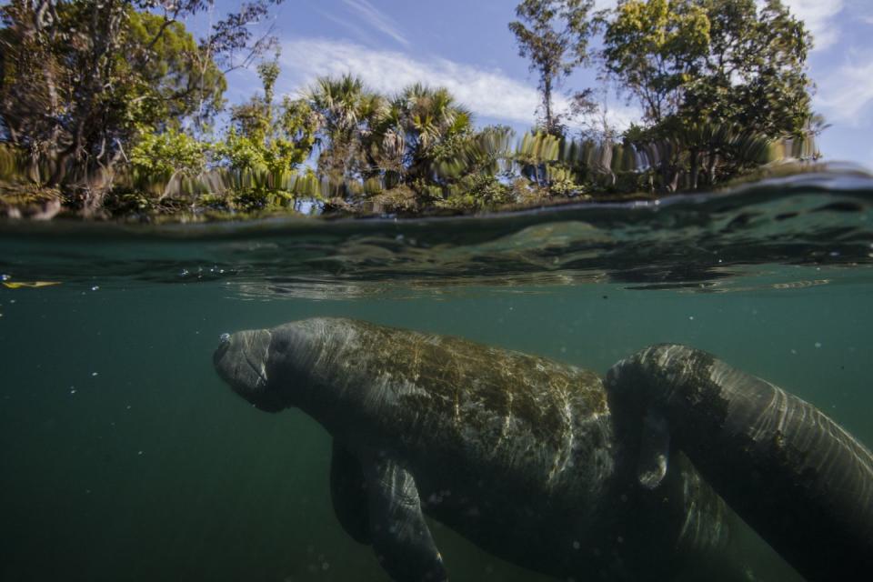 Crystal River, Florida