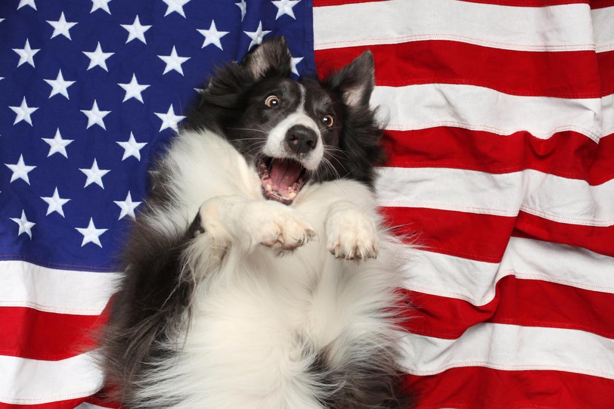 Dogs often react with great fear to July 4th celebrations. Border collies such as this dog are especially sensitive to loud noises. <a href="https://www.shutterstock.com/image-photo/happy-border-collie-playing-on-american-1117115312?studio=1" rel="nofollow noopener" target="_blank" data-ylk="slk:Leigh Prather/Shutterstock.com;elm:context_link;itc:0;sec:content-canvas" class="link ">Leigh Prather/Shutterstock.com</a>