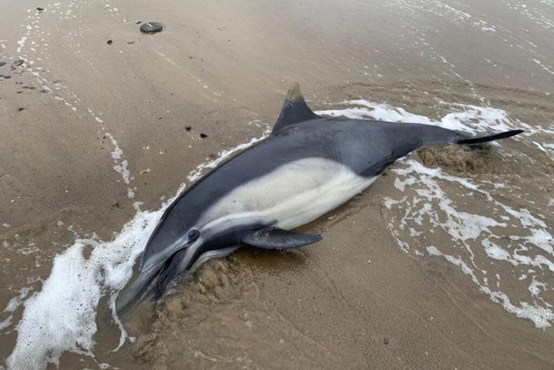 除了估計超過1000隻生病並正在死去的海獅外，還有110隻海豚也被殺死。（圖片來源：CIMWI）