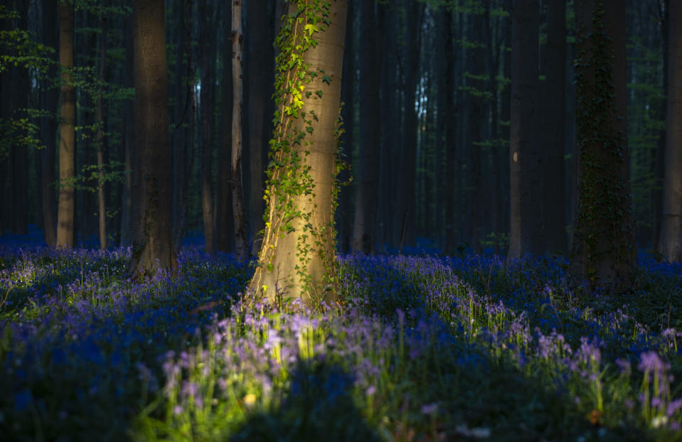 Bluebells, also known as wild Hyacinth, bloom in the Hallerbos forest in Halle, Belgium, Thursday April 16, 2020. Bluebells are particularly associated with ancient woodland where it can dominate the forest floor to produce carpets of violet–blue flowers. (AP Photo/Virginia Mayo)