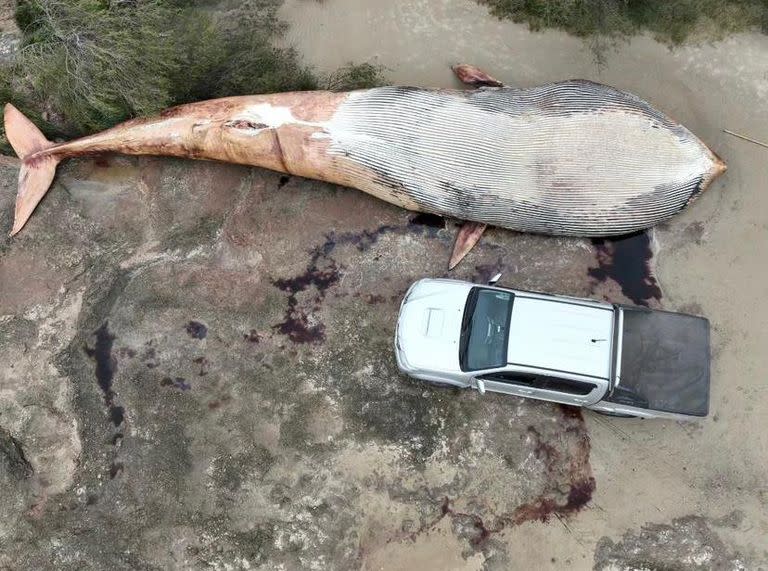 El viernes 22 apareció una gigantesca ballena sin vida en las costas del departamento de Colonia