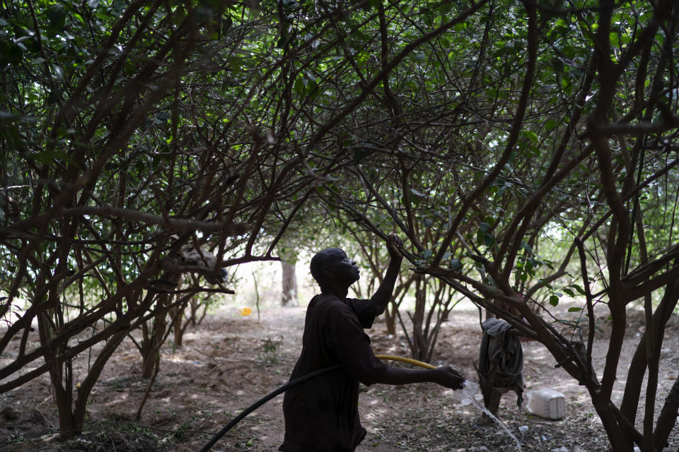 Ibrahima Fall looks up as he collects limes from his orchard in the village of Ndiawagne Fall in Kebemer, Senegal, on Friday, Nov. 5, 2021. The citrus crop provides a haven from the heat and sand that surround it. Outside the low village walls, winds whip sand into the air, inviting desertification, a process that wrings the life out of fertile soil and changes it into desert, often because of drought or deforestation. (AP Photo/Leo Correa)