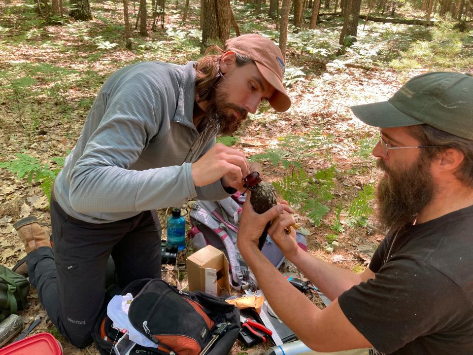 Smithsonian interns Zachary Bordner, left, and Tim Baerwald fit a merlin captured in a woodland near Lake Michigan, on June 27, 2022, near Glen Arbor, Mich., with a tracking device. The mission will enhance knowledge of a species still recovering from a significant drop-off caused by pesticides and help wildlife managers determine how to prevent merlins from attacking endangered piping plovers at Sleeping Bear Dunes National Lakeshore.