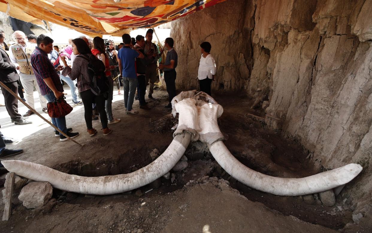 What is thought to be the first-ever find of a mammoth trap set by humans was made near the site of a new airport being built in Mexico - REX