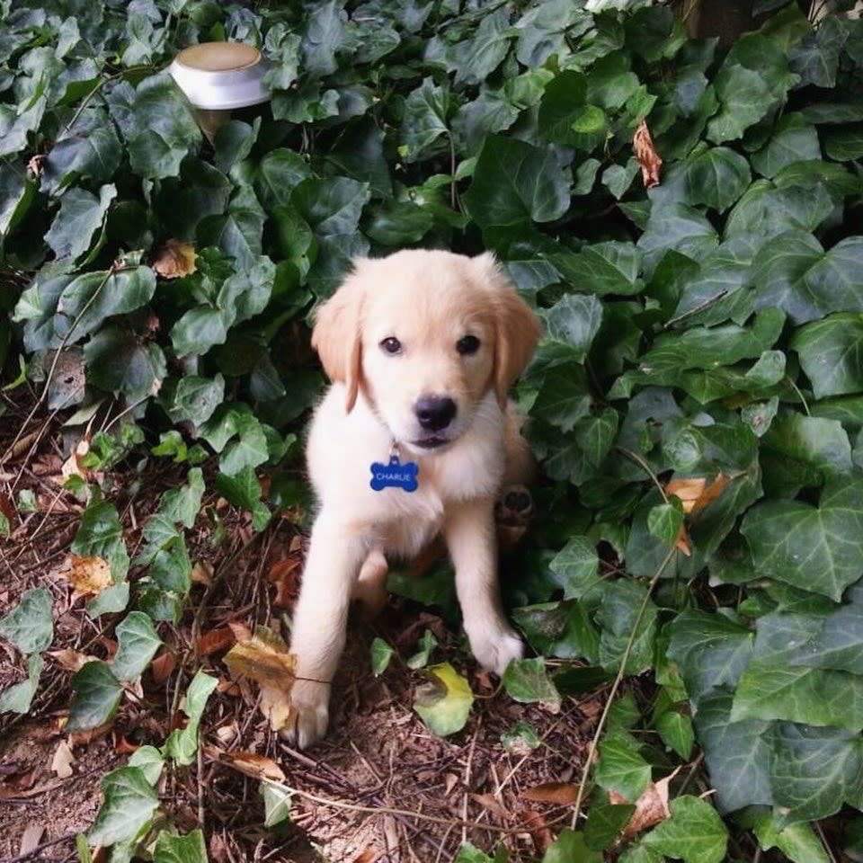 Charlie as a puppy (Courtesy of Sallie Gregory Hammett)