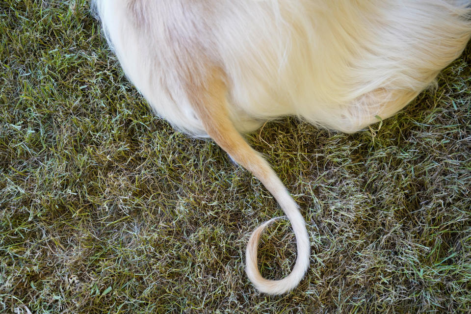 An Afghan hound waits to compete during the 146th Westminster Kennel Club Dog show, Monday, June 20, 2022, in Tarrytown, N.Y. (AP Photo/Mary Altaffer)