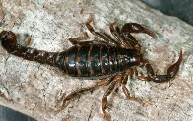 Scorpions are easily distinguished by their long sting-bearing tail and a pair of pincers on long arms.Source: Australian Museum