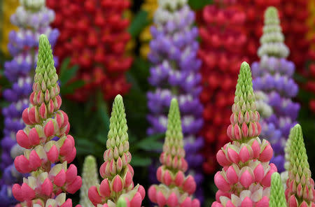 A display of Lupins are seen at the RHS Chelsea Flower Show in London, Britain, May 21, 2018. REUTERS/Toby Melville