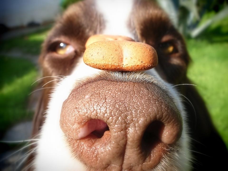 dog snout nose treat on nose